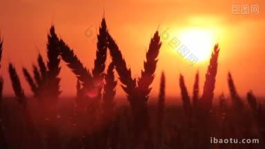 夕阳下小麦的剪影